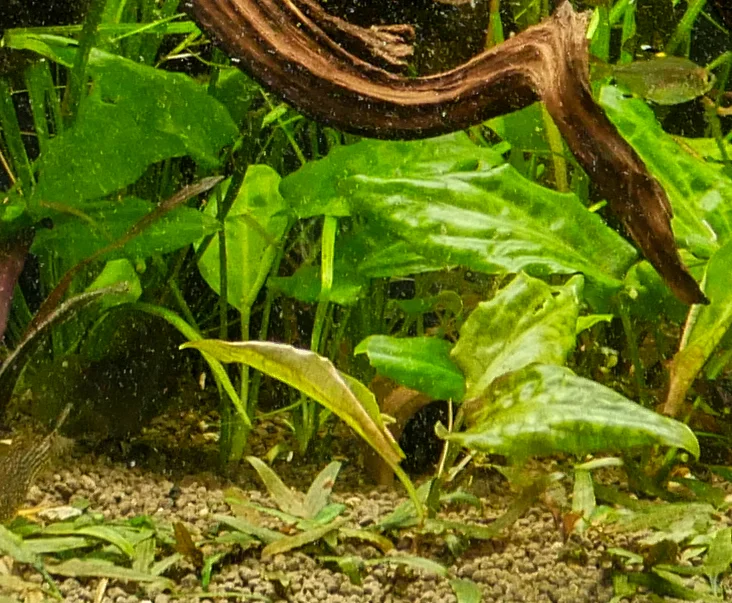 Cryptocoryne moehlmannii — Florida Aquatic Nurseries